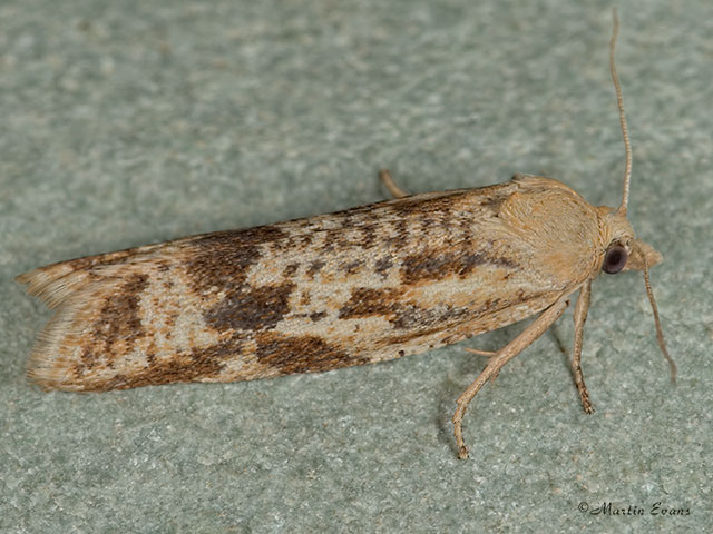  49.057 Cnephasia longana Copyright Martin Evans 