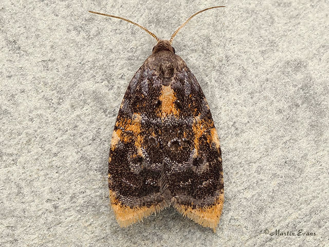  49.058 Spatalistis bifasciana Copyright Martin Evans 