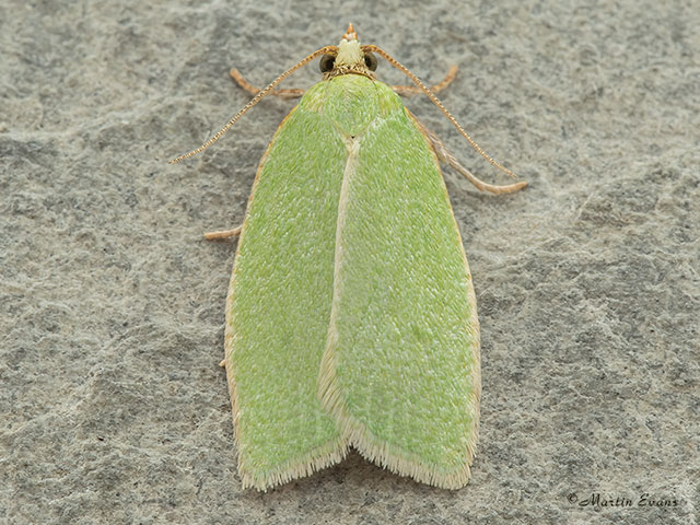  49.059 Tortrix viridana Copyright Martin Evans 