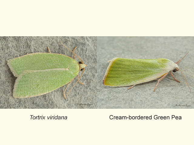  49.059 Tortrix viridana and Cream-bordered Green Pea Copyright Martin Evans 