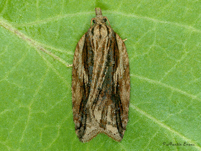  49.075 Acleris umbrana Copyright Martin Evans 