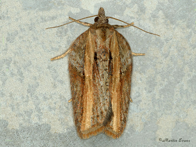  49.080 Acleris hastiana Copyright Martin Evans 