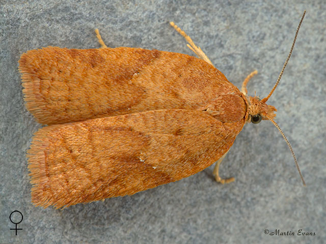  49.084 Acleris notana female Copyright Martin Evans 