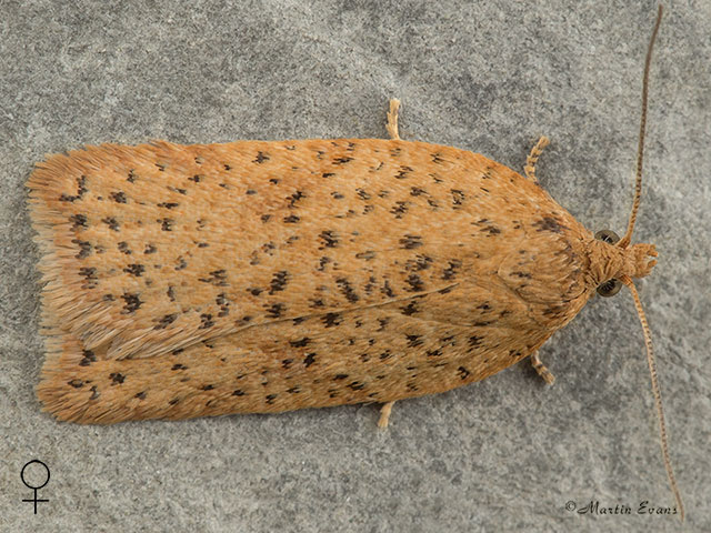  49.084 Acleris notana female Copyright Martin Evans 