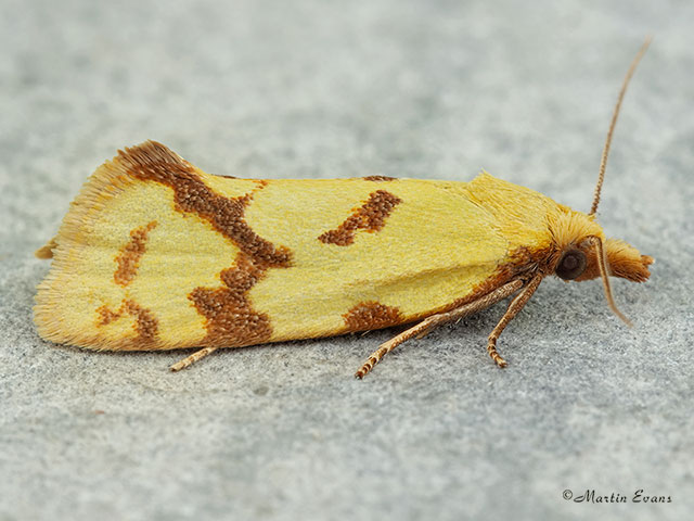  49.109 Agapeta hamana Copyright Martin Evans 