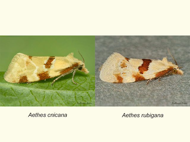  49.127 Aethes cnicana and Aethes rubigana Copyright Martin Evans 