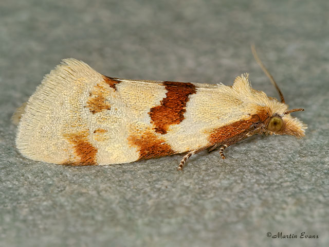  49.128 Aethes rubigana Copyright Martin Evans 