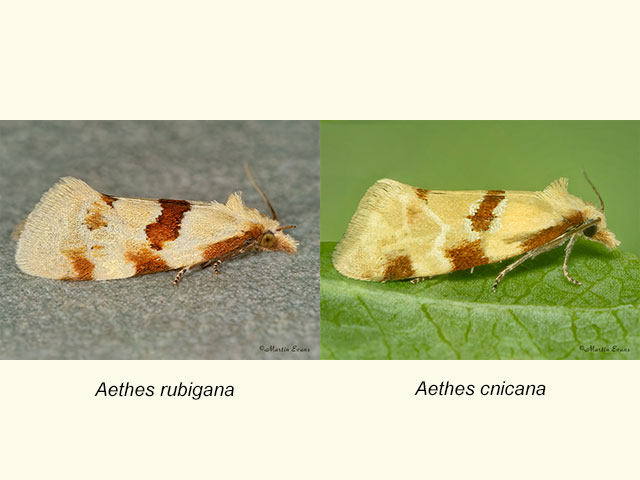  49.128 Aethes rubigana and Aethes rubigana Copyright Martin Evans 