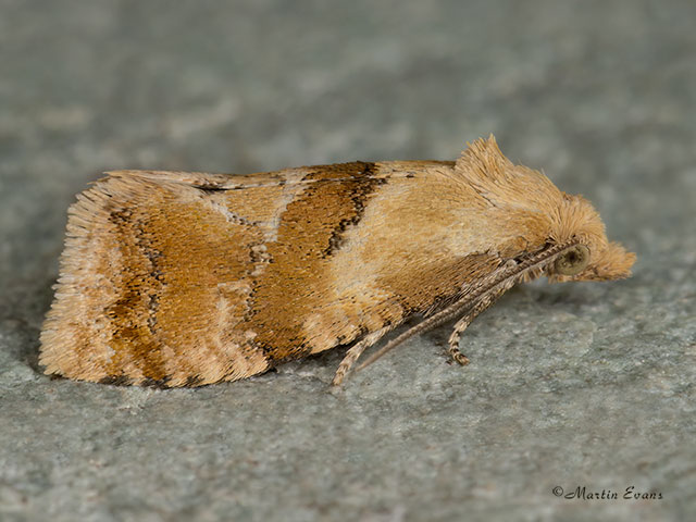  49.129 Cochylidia rupicola Copyright Martin Evans