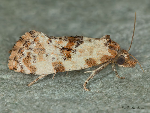  49.138 Neocochylis molliculana Copyright Martin Evans 