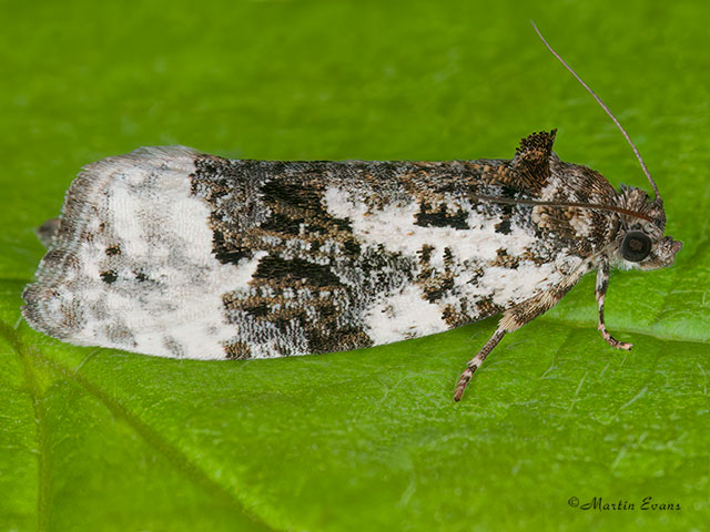  49.149 Apotomis turbidana Copyright Martin Evans 