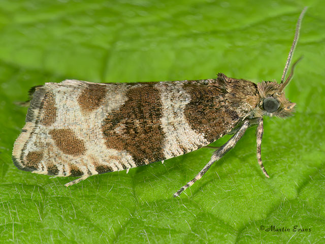  49.154 Orthotaenia undulana Copyright Martin Evans