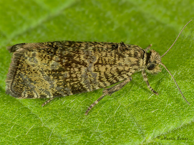  49.166 Celypha lacunana Copyright Martin Evans 