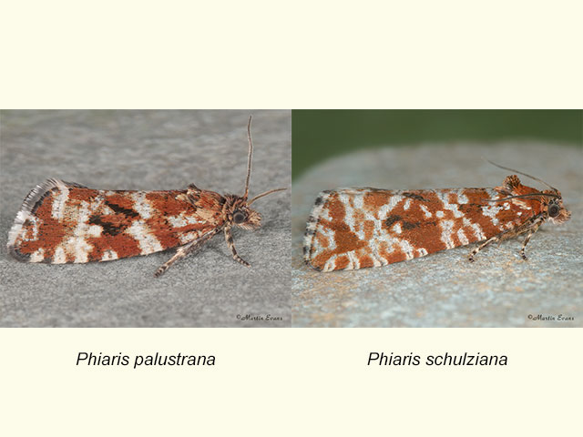  49.174 Phiaris palustrana and Phiaris schulziana Copyright Martin Evans 