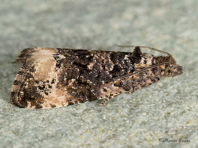  49.188 Endothenia marginana Copyright Martin Evans 