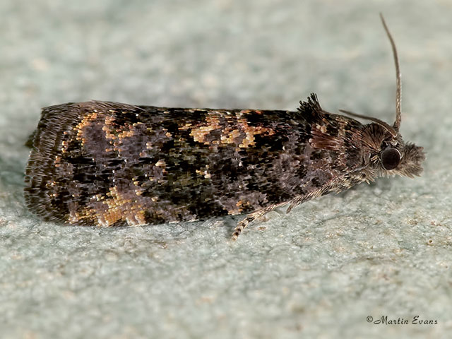  49.190 Endothenia ustulana Copyright Martin Evans 