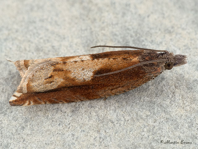  49.202 Ancylis uncella Copyright Martin Evans 