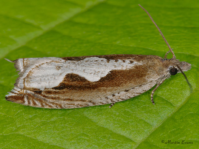  49.207 Ancylis geminana Copyright Martin Evans 