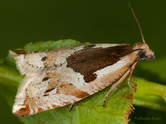  49.211 Ancylis myrtillana Copyright Martin Evans 