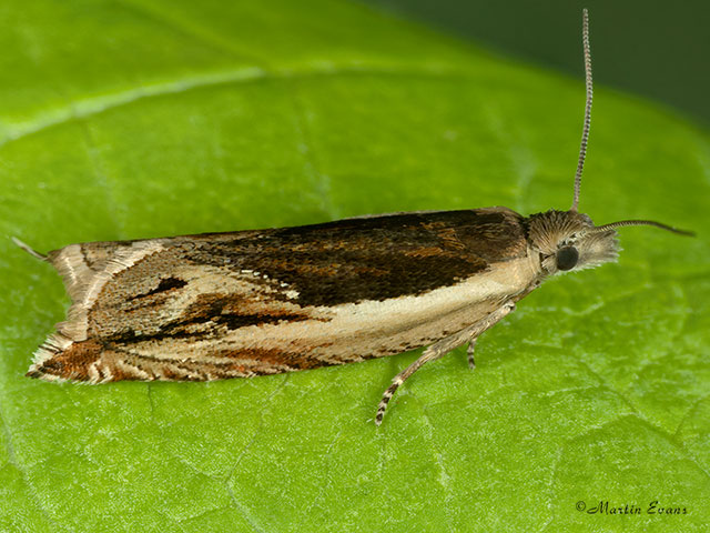  49.212 Ancylis apicella Copyright Martin Evans 