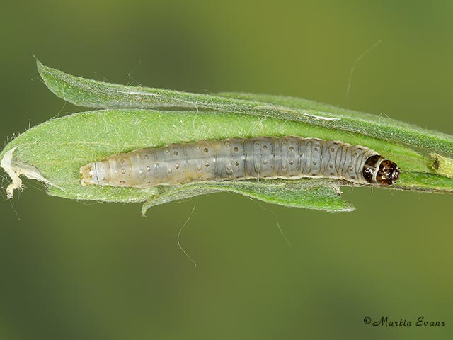  49.233 Epinotia solandriana larva 12mm Copyright Martin Evans 