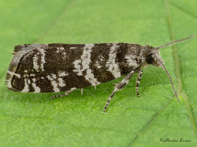  49.252 Epinotia tedella Copyright Martin Evans 