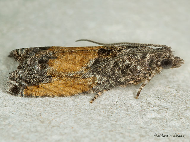  49.255 Epinotia nisella Copyright Martin Evans 