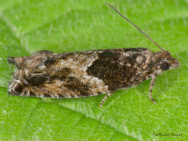  49.255 Epinotia nisella Copyright Martin Evans 