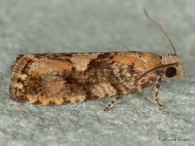  49.259 Zeiraphera ratzburgiana Copyright Martin Evans 