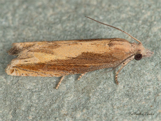  49.264 Eucosma obumbratana Copyright Martin Evans 