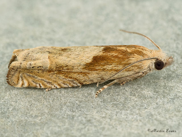  49.266 Eucosma hohenwartiana Copyright Martin Evans 