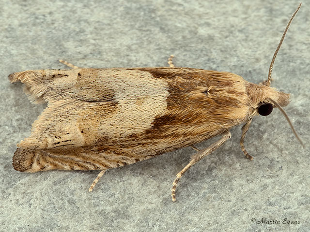  49.266 Eucosma hohenwartiana Copyright Martin Evans 