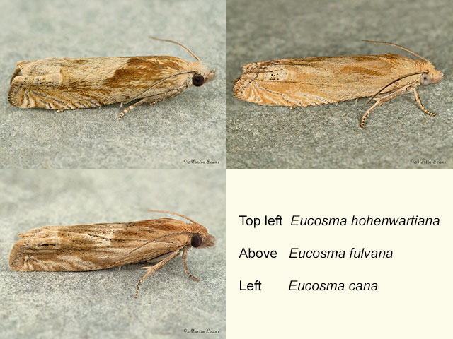  49.266 Eucosma hohenwartiana, Eucosma fulvana and Eucosma cana Copyright Martin Evans 