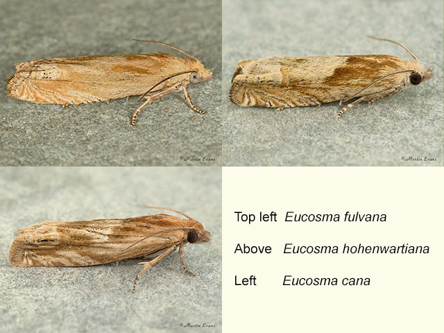  49.267 Eucosma fulvana, Eucosma hohenwartiana and Eucosma cana  Copyright Martin Evans 