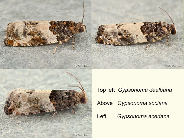  49.279 Gypsonoma dealbana, Gypsonoma sociana and Gypsonoma aceriana Copyright Martin Evans 