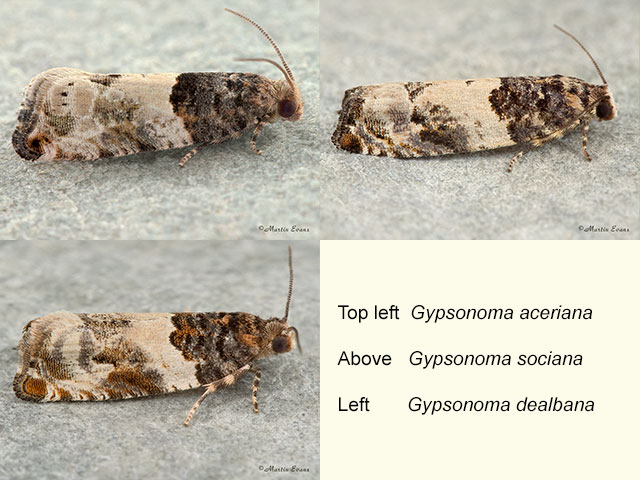  49.283 Gypsonoma aceriana, Gypsonoma sociana and Gypsonoma dealbana Copyright Martin Evans 