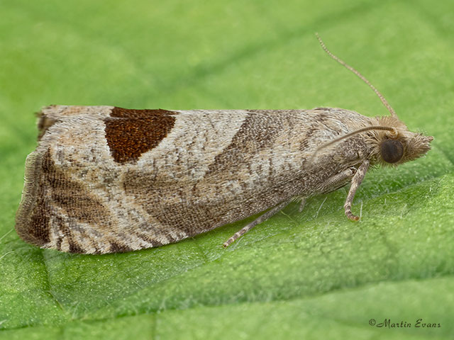  49.294 Notocelia uddmanniana Copyright Martin Evans 