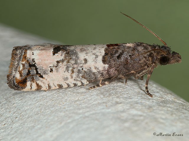  49.296 Notocelia incarnatana Copyright Martin Evans 