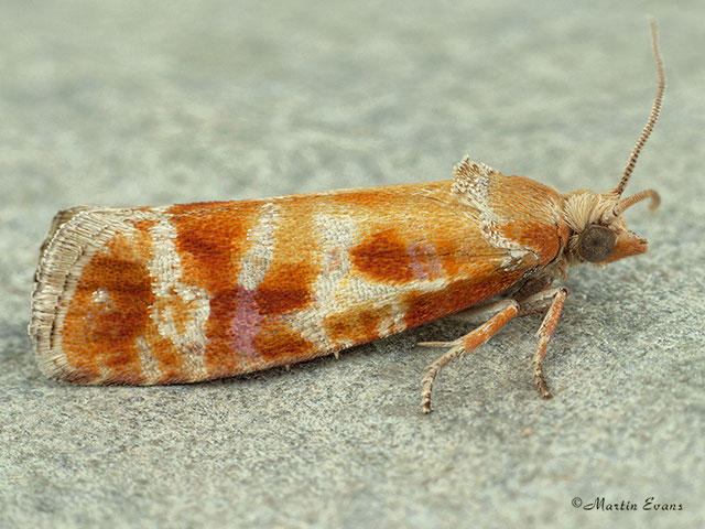  49.305 Rhyacionia buoliana Copyright Martin Evans 