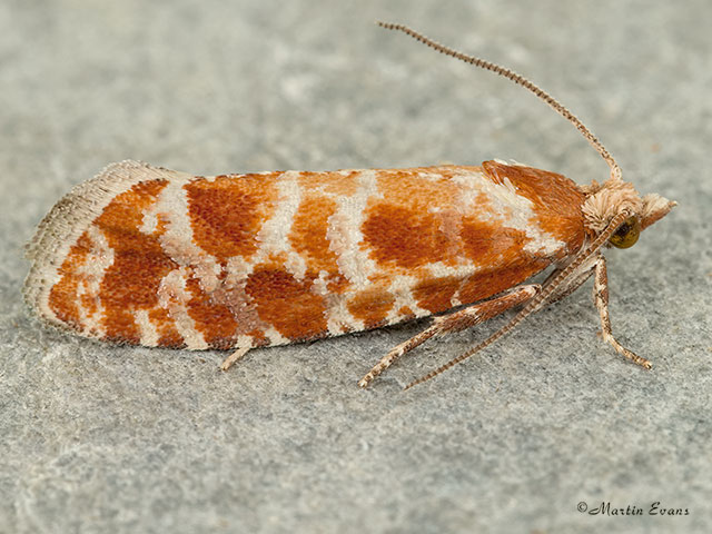  49.306 Rhyacionia pinicolana Copyright Martin Evans 