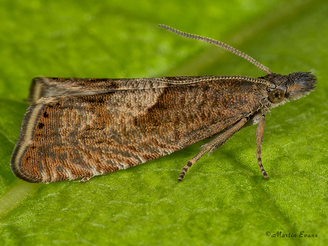  49.313 Dichrorampha acuminatana Copyright Martin Evans 