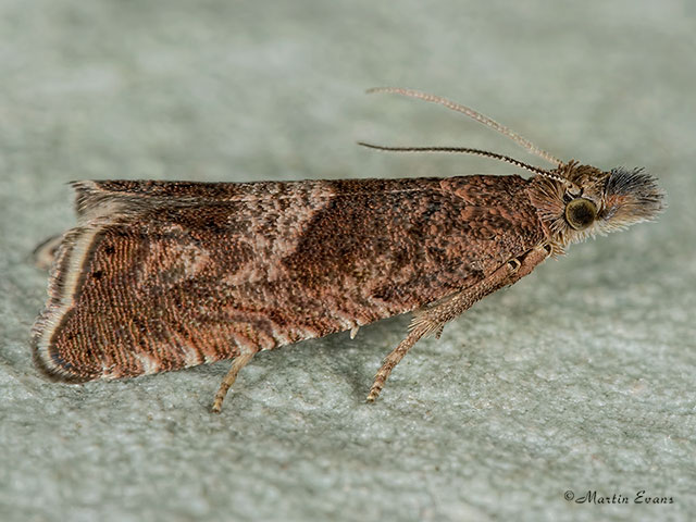  49.313 Dichrorampha acuminatana Copyright Martin Evans 