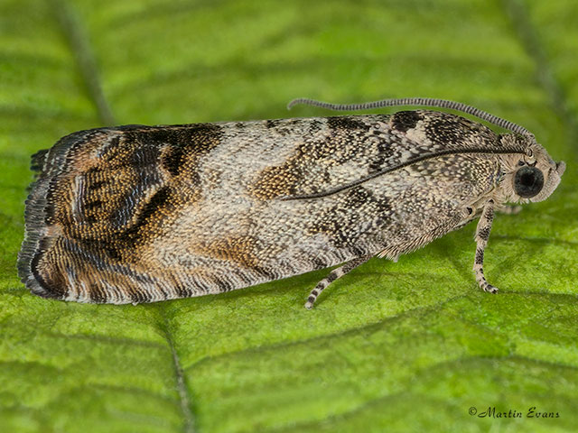  49.341 Cydia splendana Copyright Martin Evans 