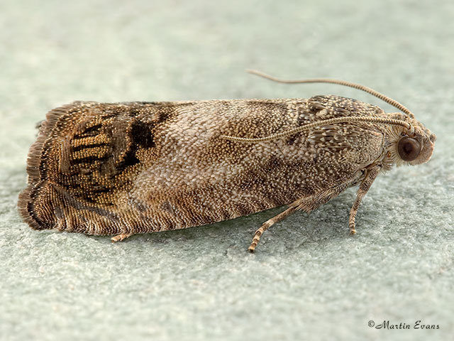  49.341 Cydia splendana Copyright Martin Evans 