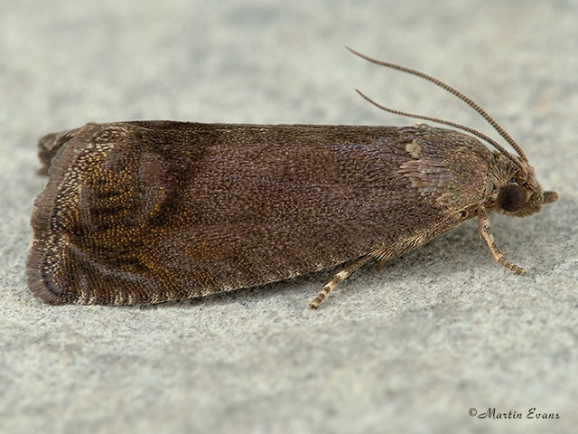  49.341 Cydia splendana Copyright Martin Evans 