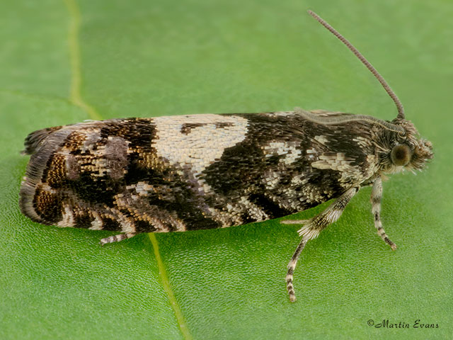  49.363 Pammene argyrana Copyright Martin Evans 