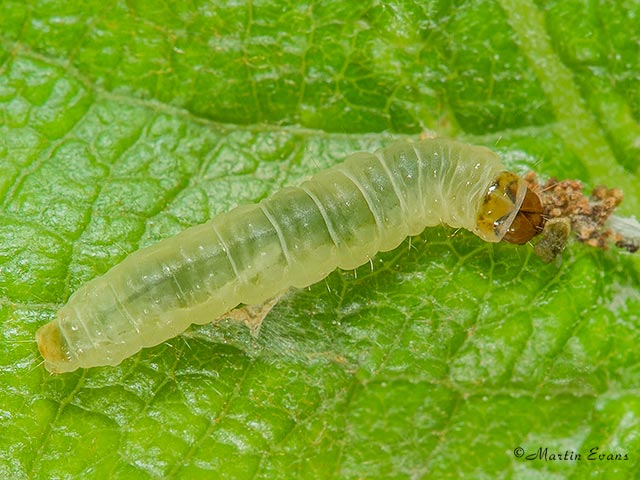  49.372 Pammene populana larva  Copyright Martin Evans 