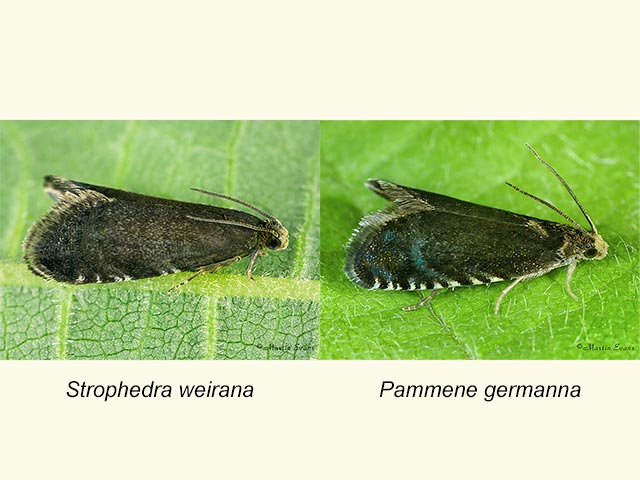  49.381 Strophedra weirana & Pammene weirana Copyright Martin Evans 