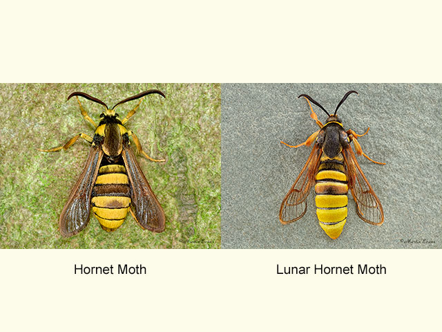  52.002 Hornet Moth and Lunar Hornet Moth Copyright Martin Evans 