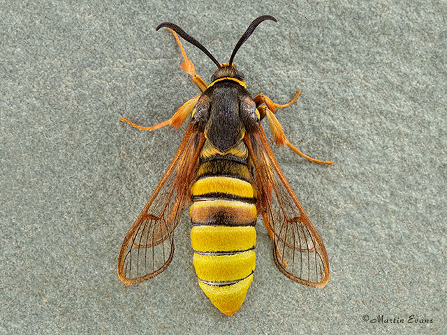  52.003 Lunar Hornet Moth Copyright Martin Evans 